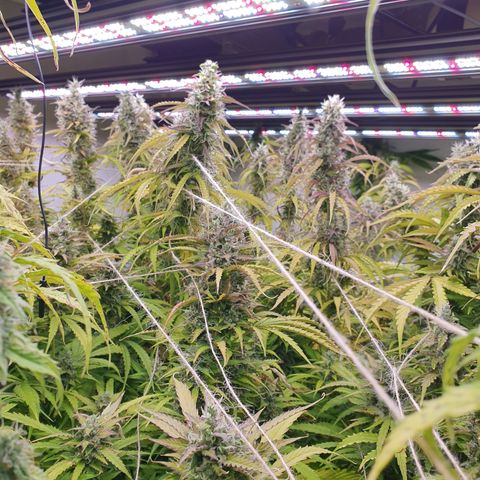 Gorilla Cookies growlog timeline photo