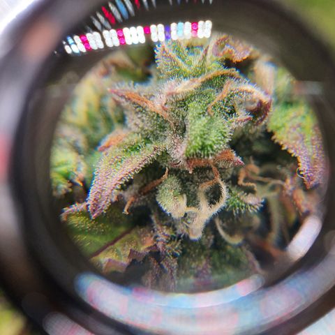 Gorilla Cookies growlog timeline photo