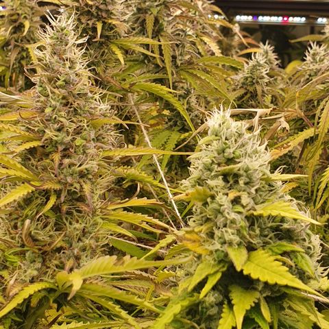 Gorilla Cookies growlog timeline photo