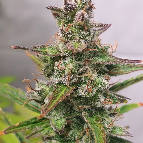 Gorilla Cookies growlog timeline photo