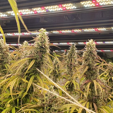 Gorilla Cookies growlog timeline photo