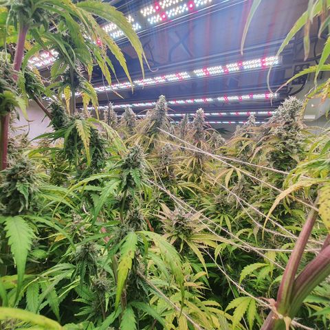 Gorilla Cookies growlog timeline photo