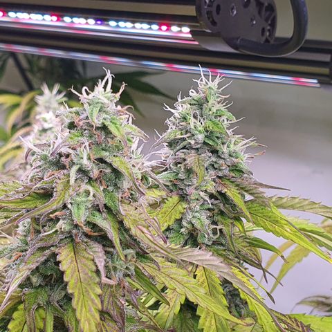 Gorilla Cookies growlog timeline photo