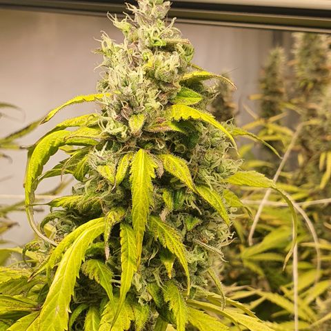 Gorilla Cookies growlog timeline photo