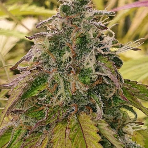 Gorilla Cookies growlog timeline photo
