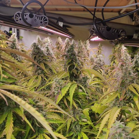 Gorilla Cookies growlog timeline photo