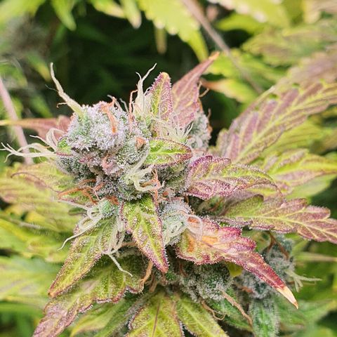 Gorilla Cookies growlog timeline photo