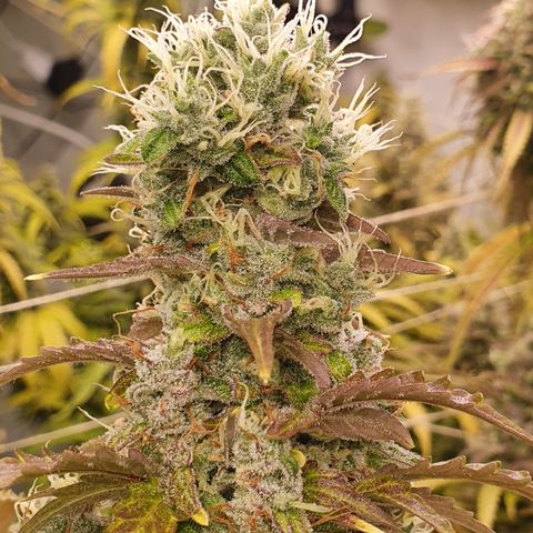 Gorilla Cookies growlog timeline photo