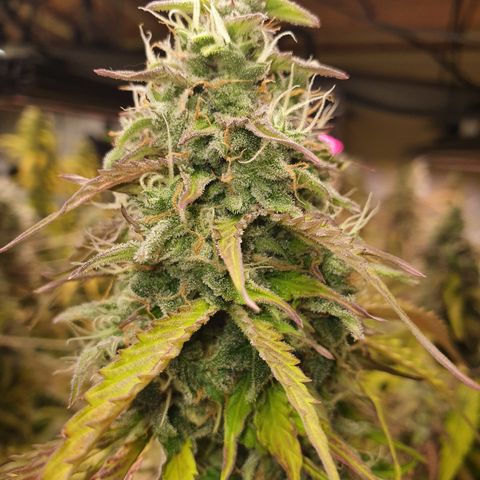 Gorilla Cookies growlog timeline photo