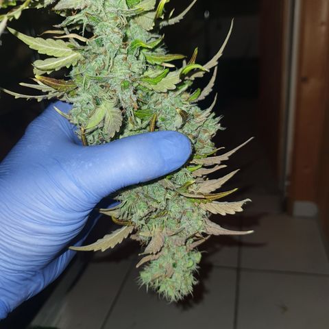 Gorilla Cookies growlog timeline photo