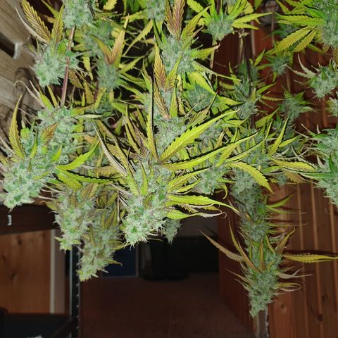 Gorilla Cookies growlog timeline photo
