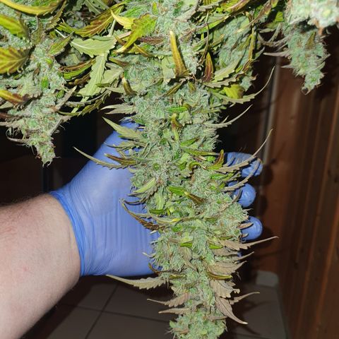 Gorilla Cookies growlog timeline photo