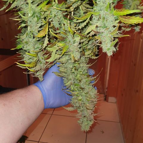 Gorilla Cookies growlog timeline photo