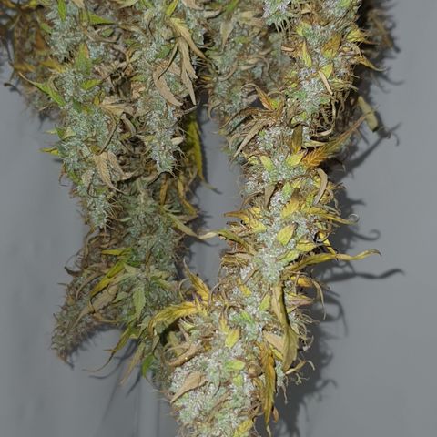Gorilla Cookies growlog timeline photo