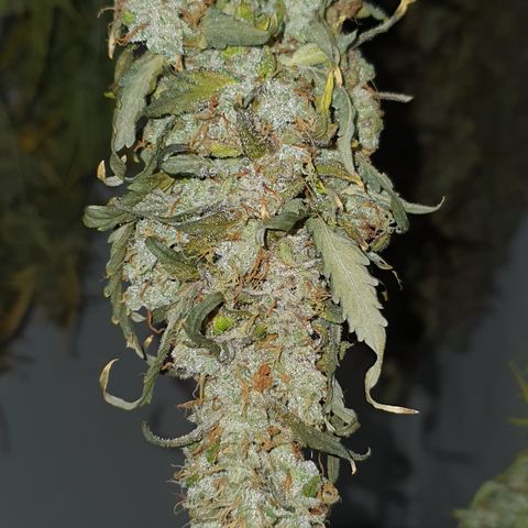 Gorilla Cookies growlog timeline photo