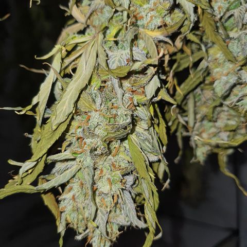 Gorilla Cookies growlog timeline photo