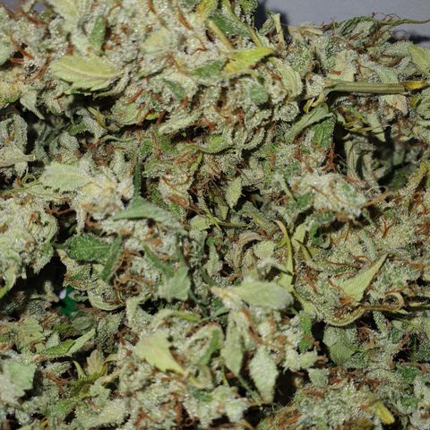 Gorilla Cookies growlog timeline photo