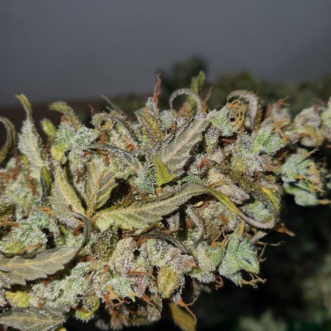 Gorilla Cookies growlog timeline photo