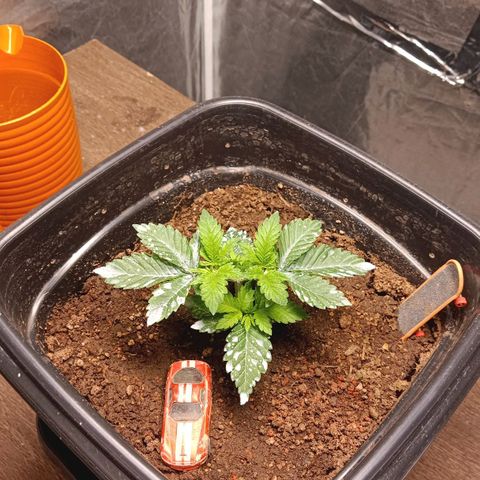 Insanity  growlog photo: 23 dias