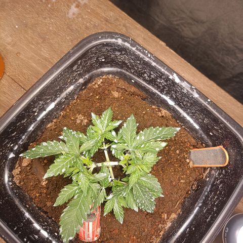 Insanity  growlog timeline photo