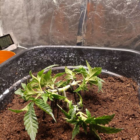 Insanity  growlog timeline photo