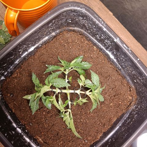 Insanity  growlog timeline photo