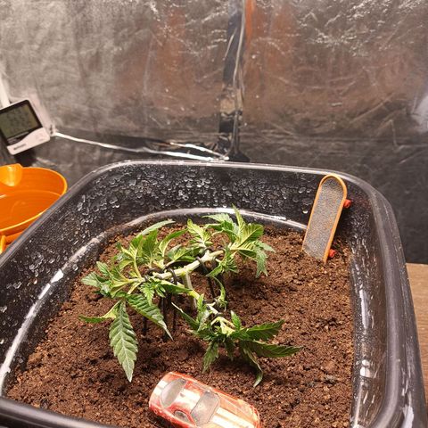 Insanity  growlog timeline photo
