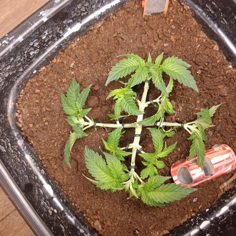 Insanity  growlog timeline photo
