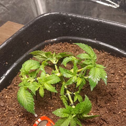 Insanity  growlog timeline photo