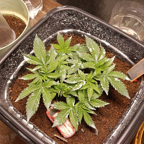Insanity  growlog timeline photo