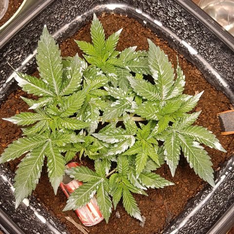 Insanity  growlog timeline photo