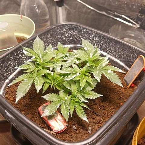 Insanity  growlog timeline photo