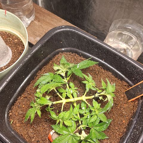 Insanity  growlog timeline photo