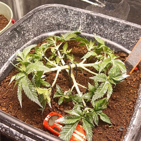 Insanity  growlog timeline photo