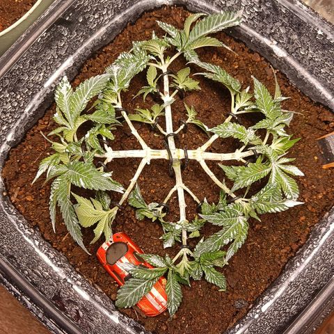 Insanity  growlog timeline photo