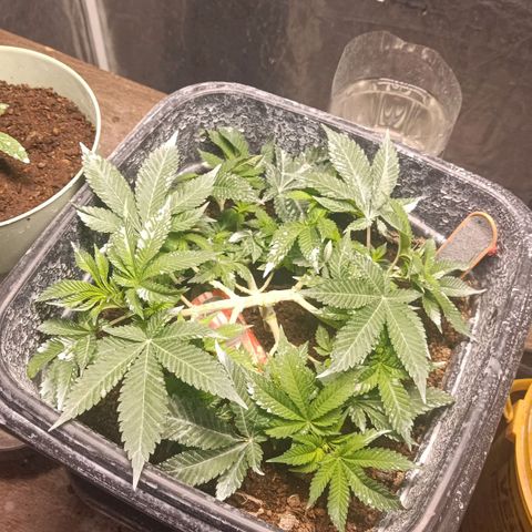 Insanity  growlog timeline photo
