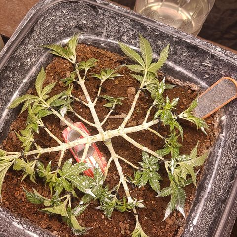 Insanity  growlog timeline photo