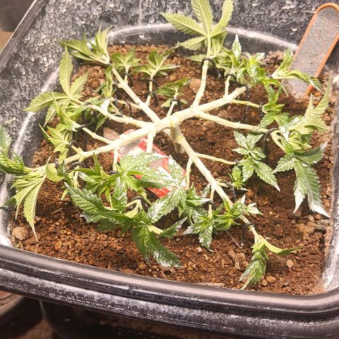 Insanity  growlog timeline photo