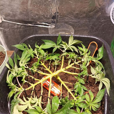 Insanity  growlog timeline photo