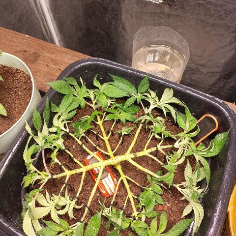 Insanity  growlog timeline photo