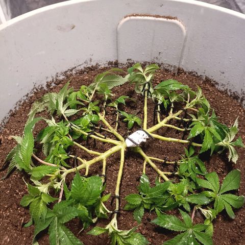 Insanity  growlog timeline photo