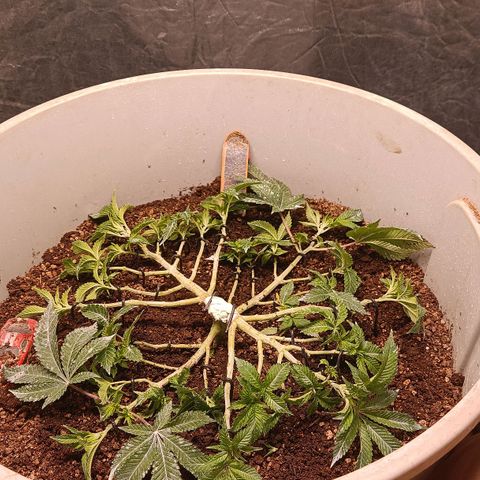 Insanity  growlog timeline photo