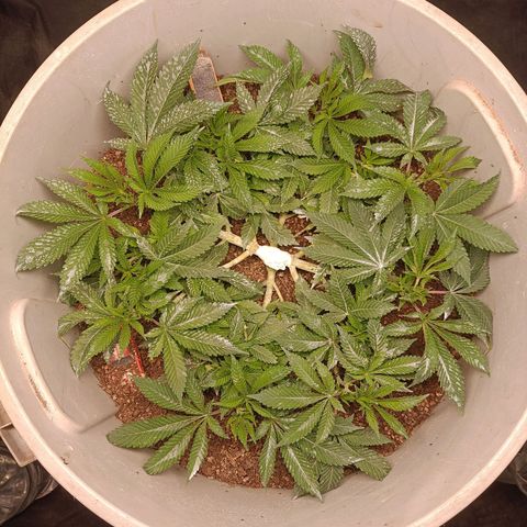 Insanity  growlog timeline photo