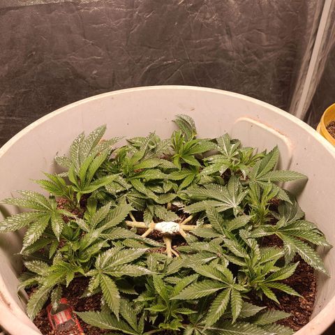 Insanity  growlog timeline photo
