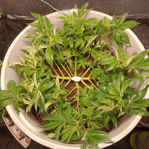 Insanity  growlog timeline photo