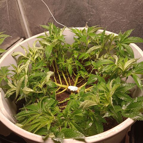 Insanity  growlog timeline photo