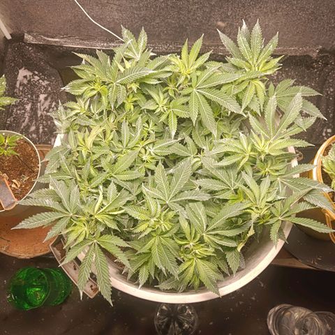 Insanity  growlog timeline photo