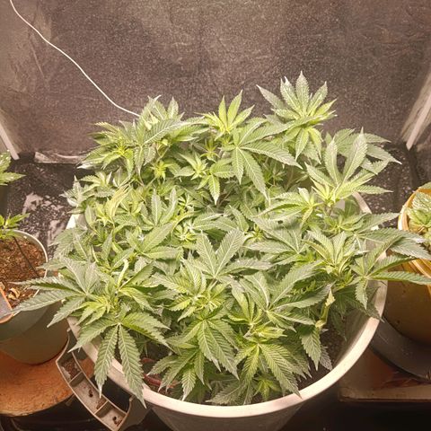 Insanity  growlog timeline photo