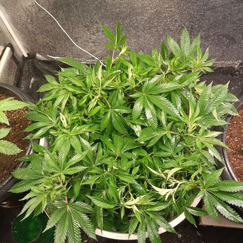 Insanity  growlog timeline photo