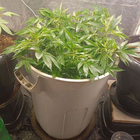 Insanity  growlog timeline photo